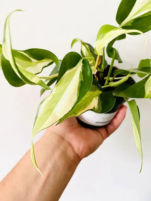 Philodendron Hederaceum 'Cream Splash' on hand 