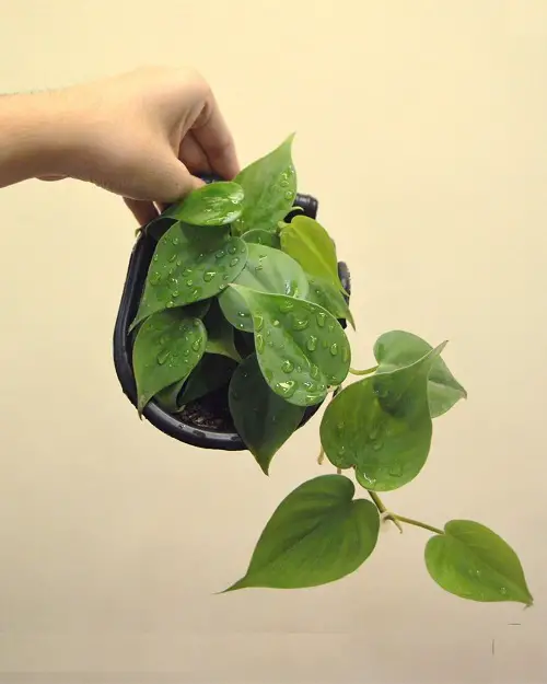 Heart Leaf Philodendron Varieties
