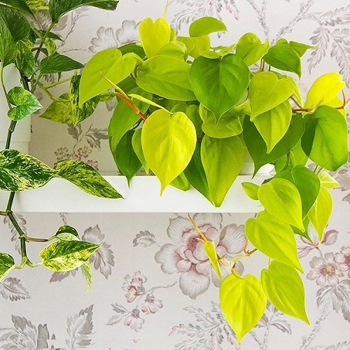 Best Heart Leaf Philodendron Varieties on shelf