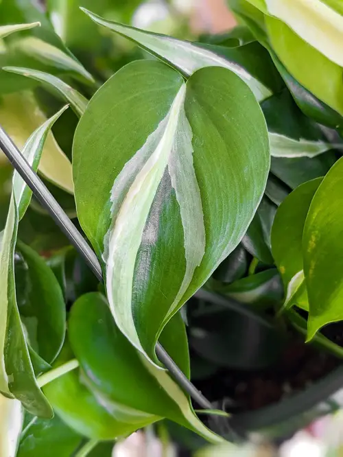 Heart Leaf Philodendron Varieties in pot