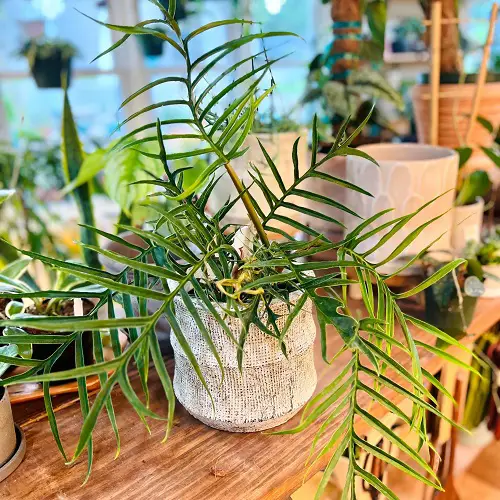Magnificent Philodendrons You'll adore it completely 10