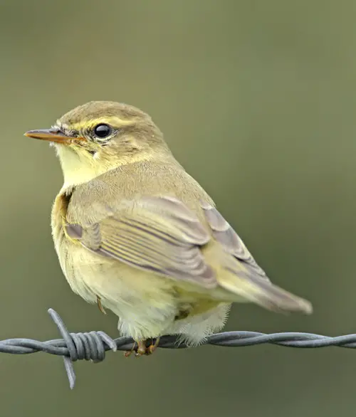 best Birds with White Wing Stripes