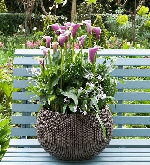 best White and Purple Calla Lily Varieties for Your Garden