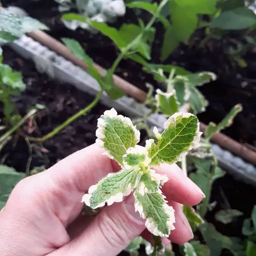 Mint Varieties for Herb Garden