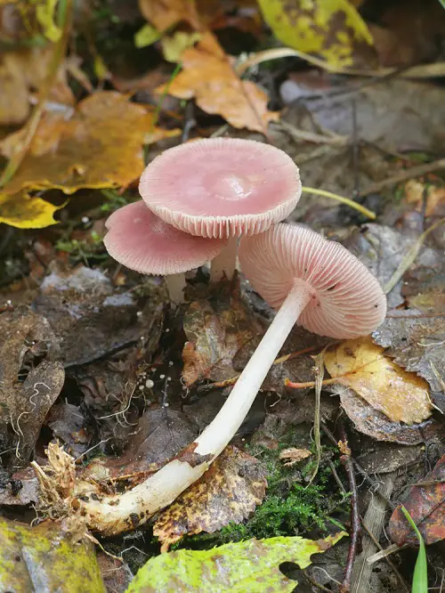 Mushrooms Having a Blooming Look