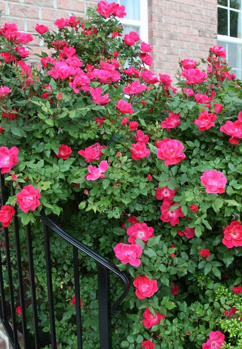2 Hot Pink Flowers 2
