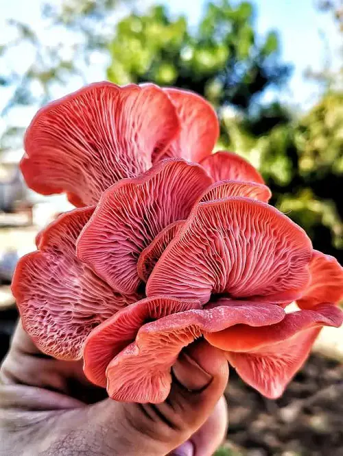 Amazing Mushrooms that Look like flowers 3