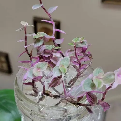 Pink Indoor Plants to Grow in Water
