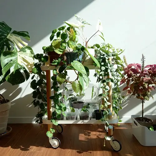 Grow More Plants Indoors