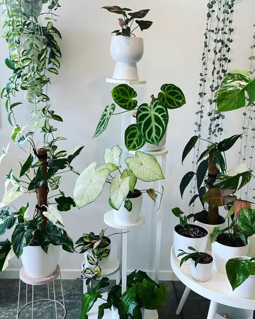 Tiered Plant Stands grow more Plant