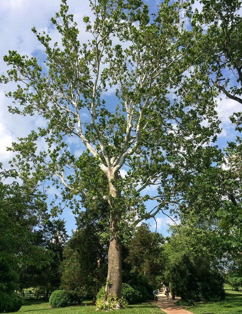 Trees Grey, Smooth Bark