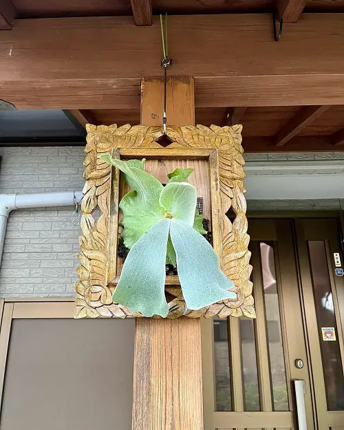Varieties of Staghorn Ferns decor in frame