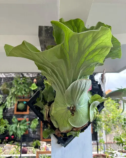 15 lovely Varieties of Staghorn Ferns