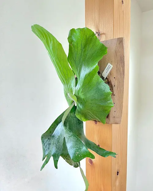 13 Staghorn Fern Varieties for home decor