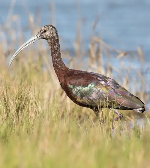 Birds With Long Necks 17