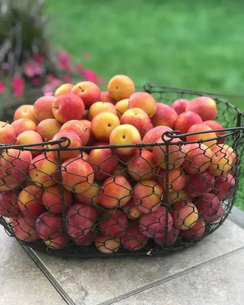 Man Made Fruits that Will Surprise You in buket