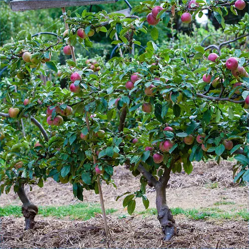 amazing Best Zone 7 Fruit Trees