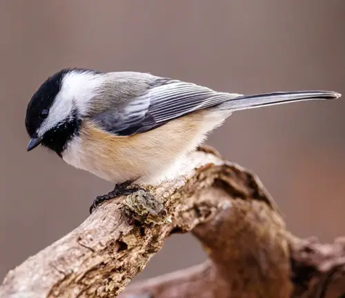 White-striped birds' wings