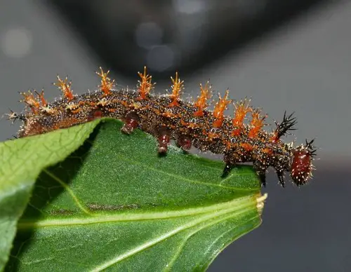 cute Orange and Black Caterpillars 5