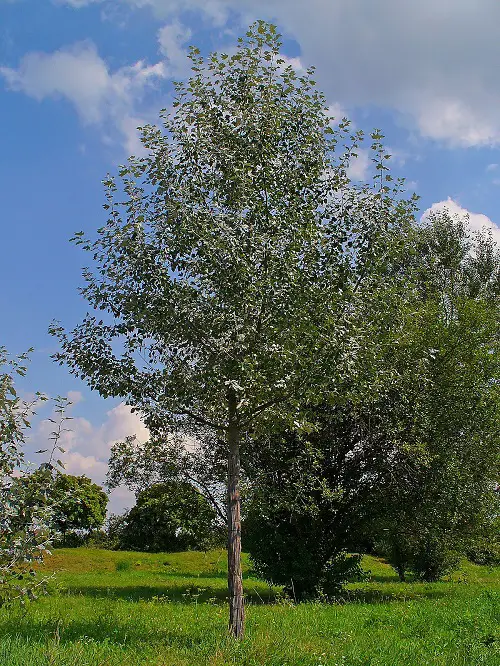 Trees With A S at the Beginning