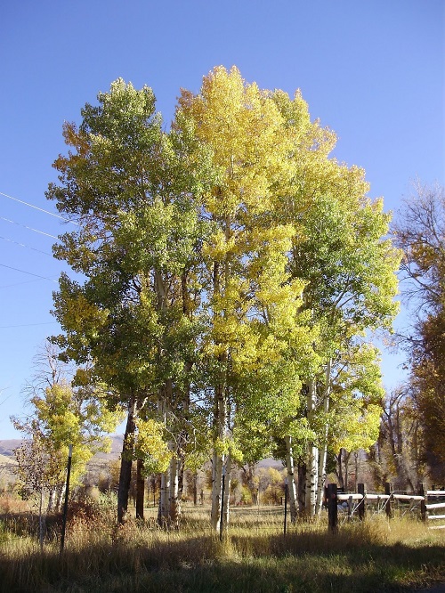 Trees with a Grey, Smooth Bark