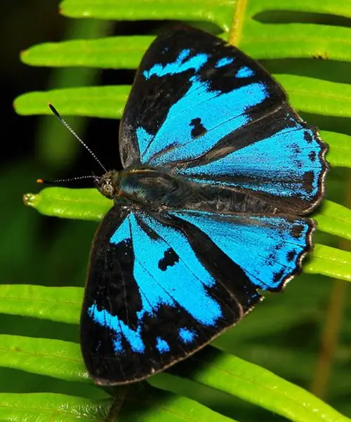Purple Butterfly Meaning and Types