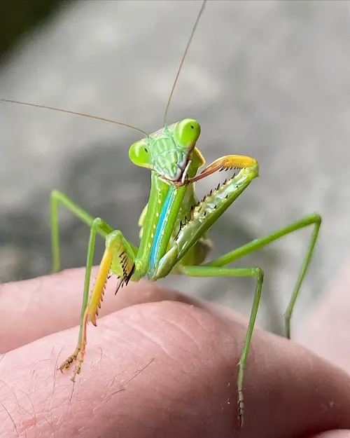 Are Praying Mantis Good Luck