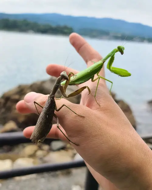 Praying Mantis Meaning and Symbolism