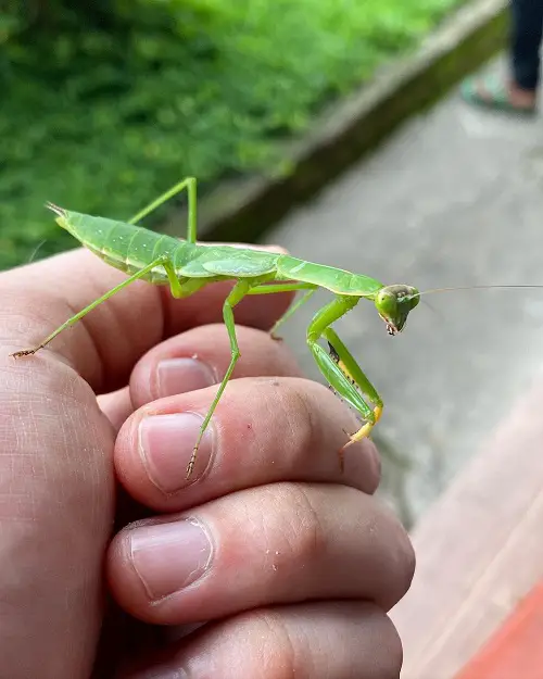 Are Praying Mantis Good Luck