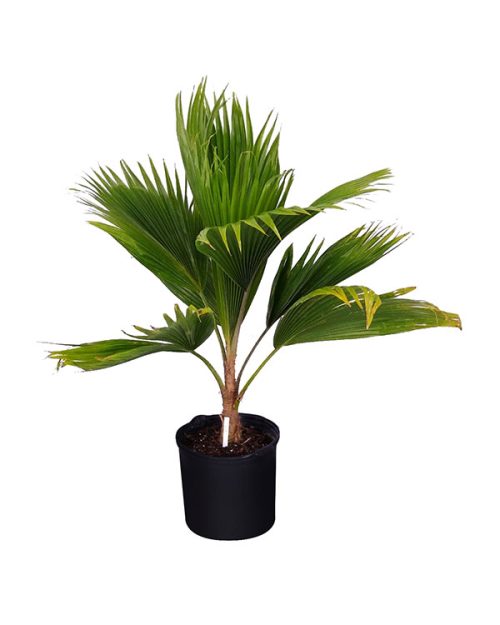 Gorgeous Indoor Palms with Large Leaves and Blossoms