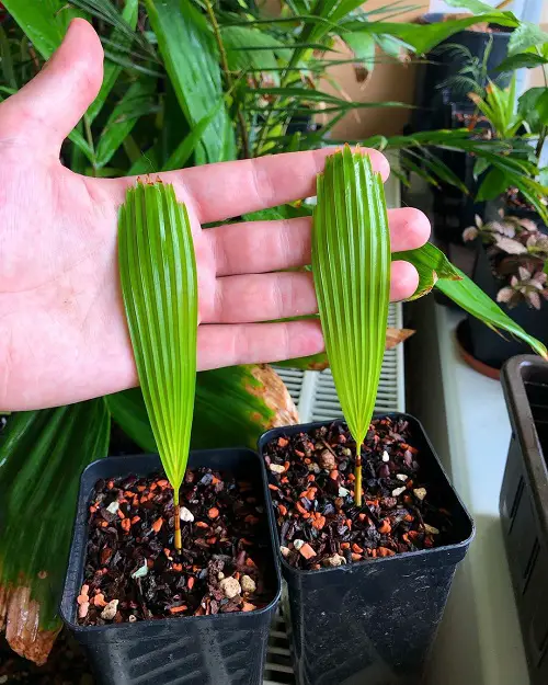 Propagating Ruffled Fan Palm Indoors