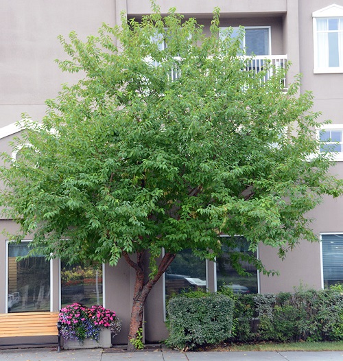 Bark on trees that is smooth and grey