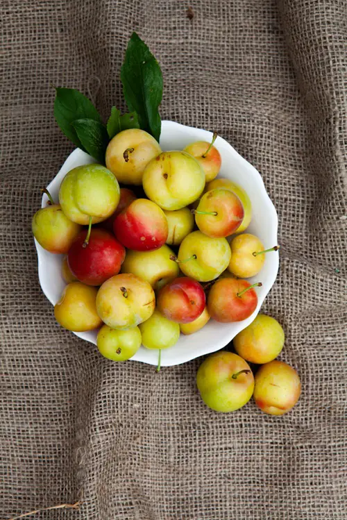 Man Made Fruits that Will Surprise You