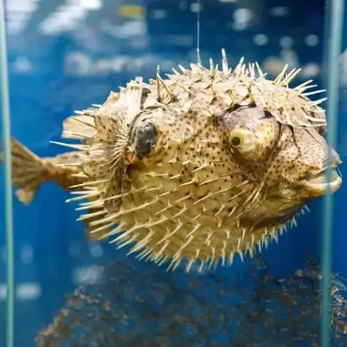 Ugly Fish in the World