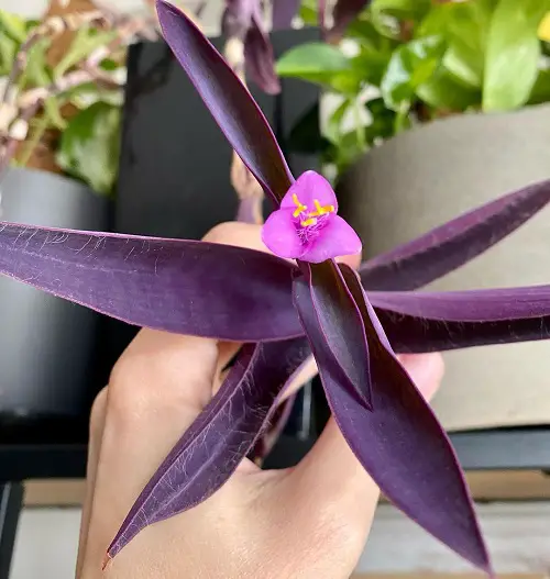Purple Heart Plant Symbolism