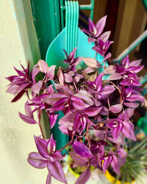 Purple Heart Plant Meaning