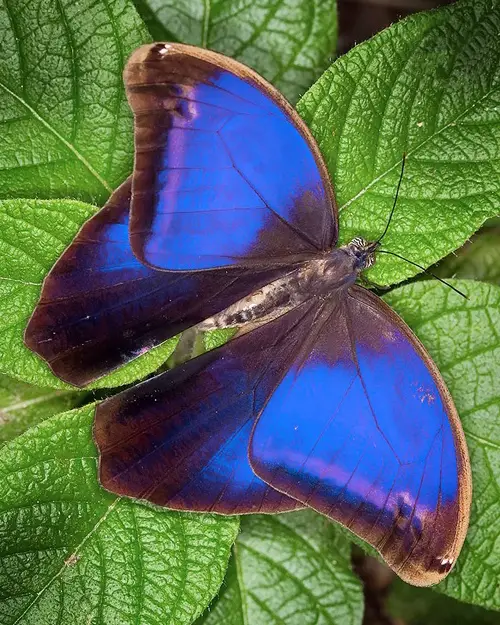 Types of Purple Butterflies south American Species