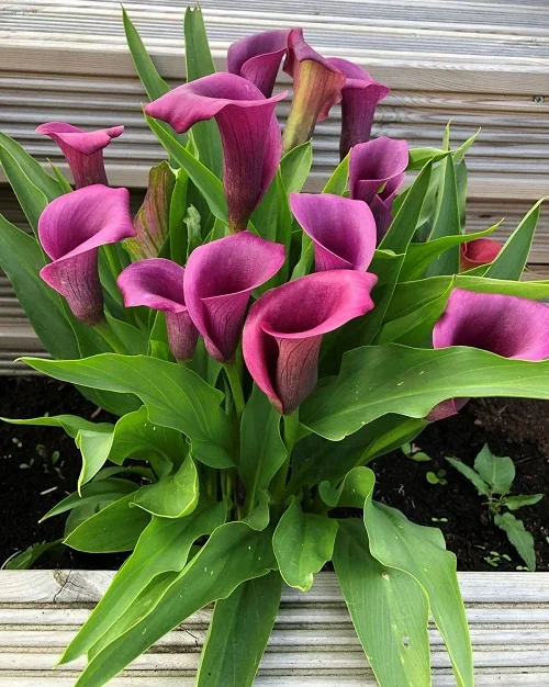best Calla Lily Varieties in White and Purple for Your Garden