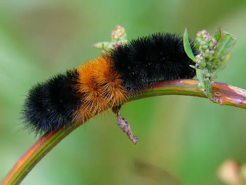 Amazing Caterpillars in orange and black