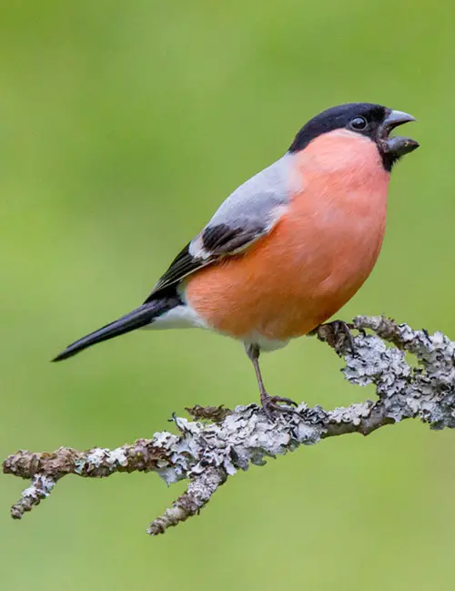 colour White-striped birds' wings