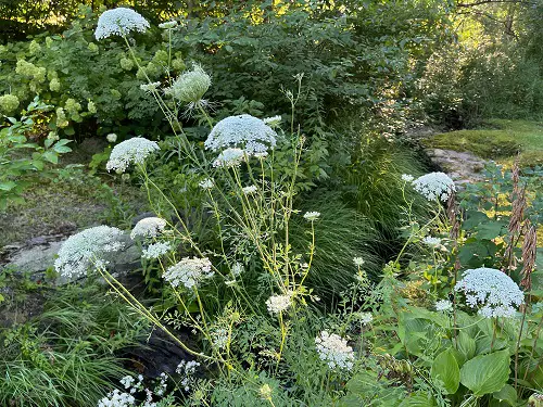 Wild Flowers that Attract Snakes 15