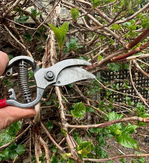 Plants for Fall Cuttings
