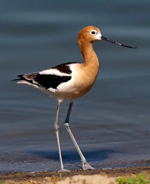 Birds with White Stripes on Wings near river side