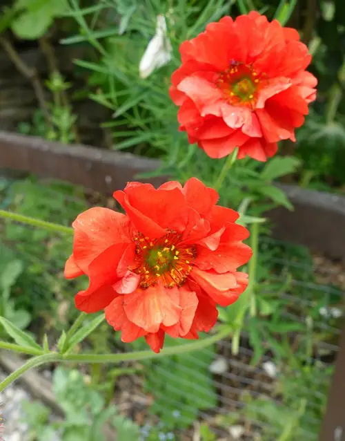 21 best Red Flowers With Yellow Center 21