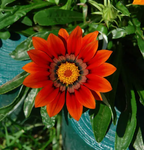 7 Red Flowers With Yellow Center in pot