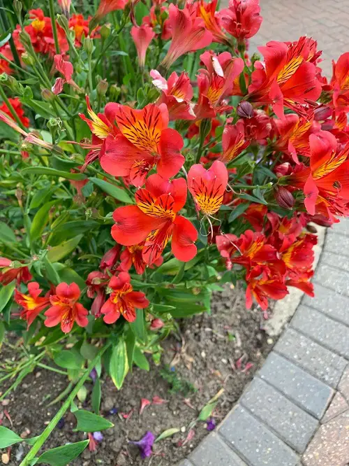 Beautiful Red Flowers With Yellow Center