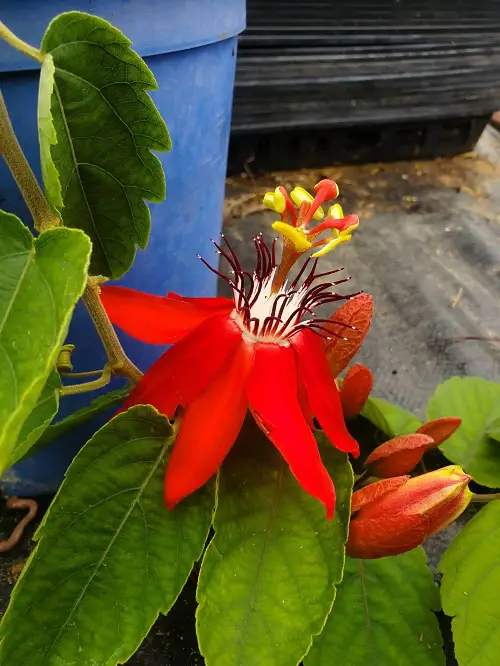 Stunning Red Flowers With Yellow Center in garden