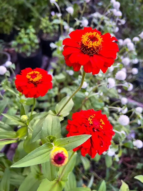 Beautiful Yellow-Centered Red Flowers