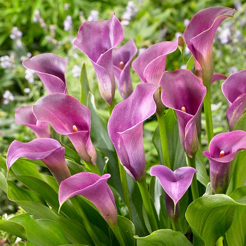 Calla Lily Varieties for Your Garden: White and Purple