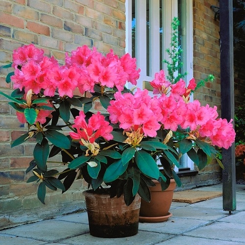 Magnificent Vibrant Pink Flowers